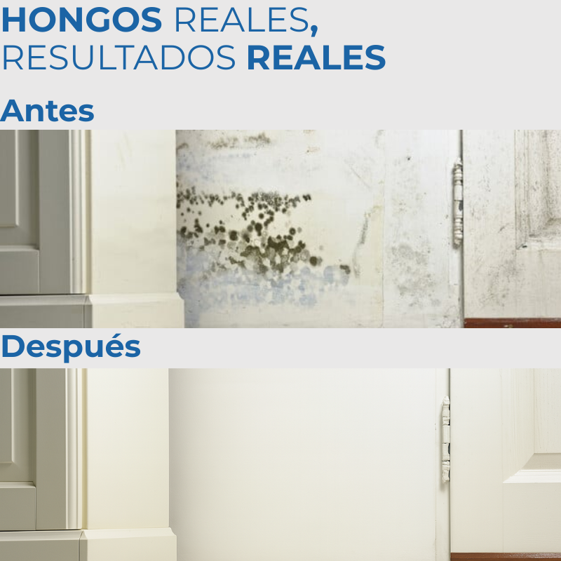 FungyClean- La Solución a Los Hongos de tu Hogar